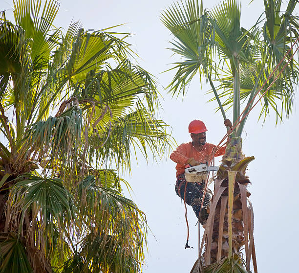 Palm Tree Trimming